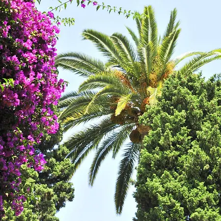 Mileade L'orangeraie - 3*